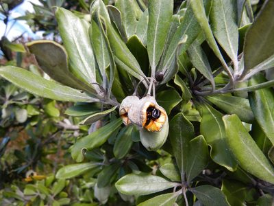 Pittosporum crassifolium, photographed by Jon Sullivan