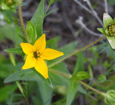 Lindheimera texana