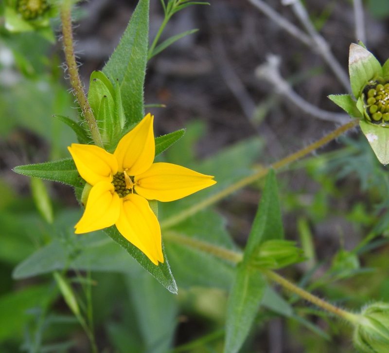 Lindheimera texana, photographed by saltyhiker