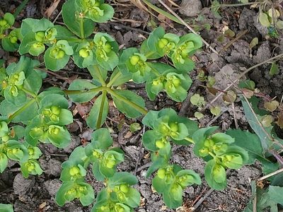 Euphorbia helioscopia, photographed by Gunner Kjerulf Poulsen