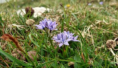 Scilla verna, photographed by Marco