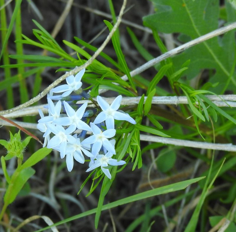 Amsonia ciliata, photographed by saltyhiker