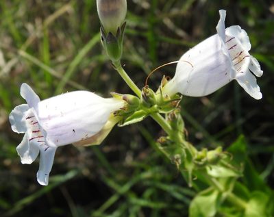 Penstemon cobaea, photographed by saltyhiker