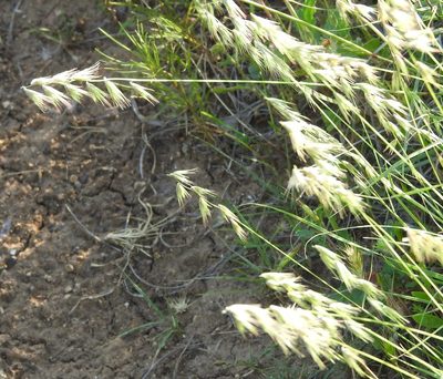 Bouteloua rigidiseta, photographed by saltyhiker