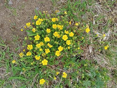 Potentilla verna, photographed by Lucie Karna
