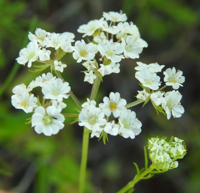 Bifora americana, photographed by saltyhiker