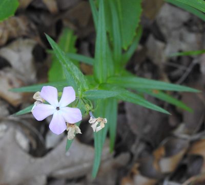 Phlox pilosa, photographed by saltyhiker
