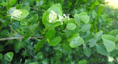 Lonicera albiflora, photographed by saltyhiker
