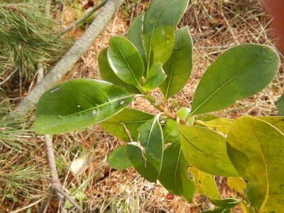 Coprosma lucida, photographed by Jon Sullivan