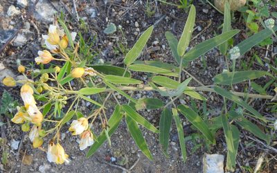 Senna roemeriana, photographed by saltyhiker