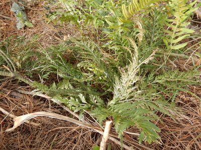 Asplenium appendiculatum, photographed by Jon Sullivan
