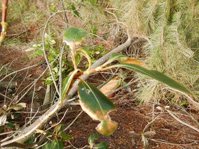 Coprosma lucida, photographed by Jon Sullivan