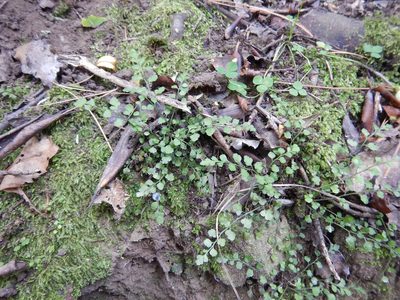 Asplenium hookerianum, photographed by Jon Sullivan