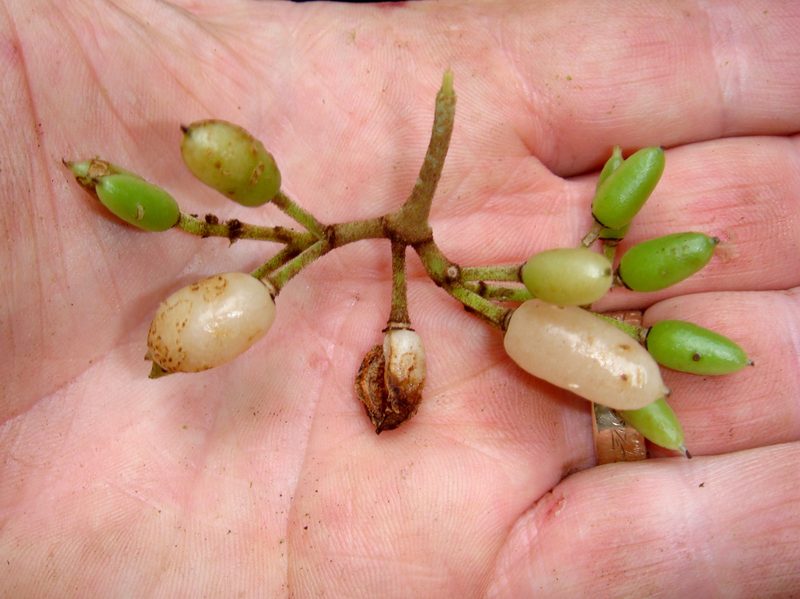 Cyrtandra rarotongensis, photographed by Peter de Lange