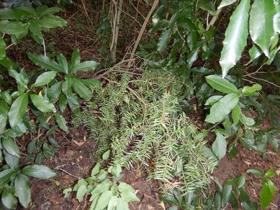 Podocarpus totara, photographed by Jon Sullivan