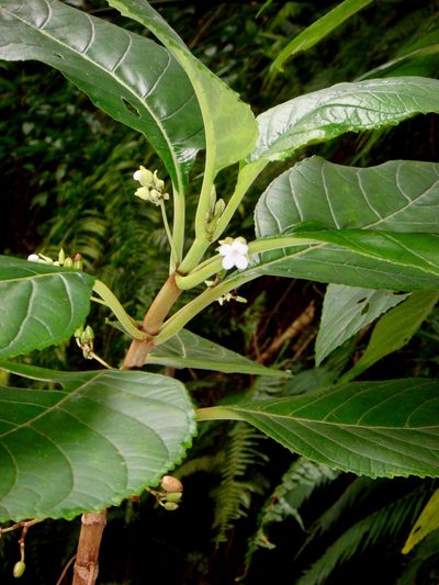 Cyrtandra rarotongensis, photographed by Peter de Lange