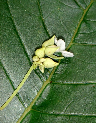 Cyrtandra rarotongensis, photographed by Peter de Lange