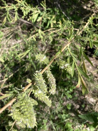 Salix vinogradovii, photographed by Stanislav Murashkin