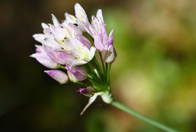 Allium roseum, photographed by Paulo Martins