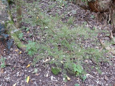 Podocarpus totara, photographed by Jon Sullivan