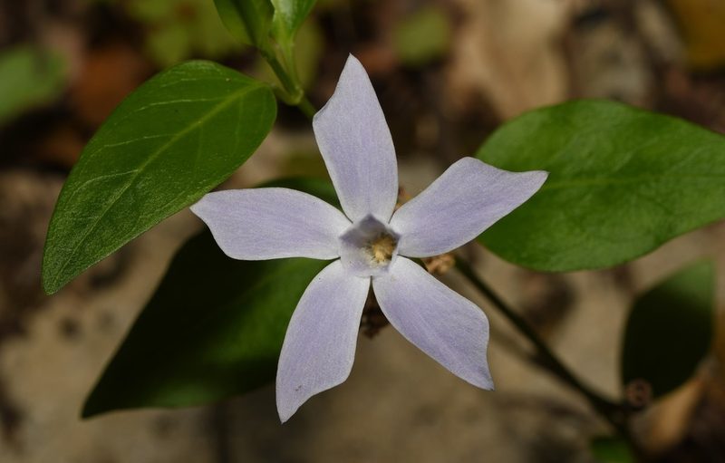 Vinca difformis, photographed by Paulo Martins