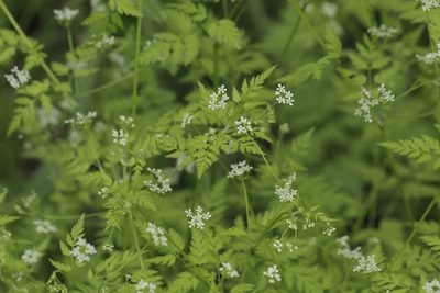Anthriscus cerefolium, photographed by Иван Пристрем