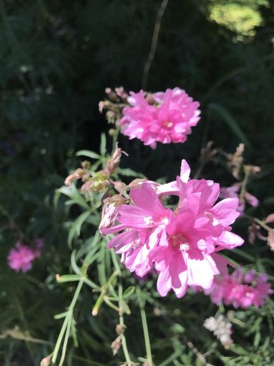 Sidalcea nelsoniana, photographed by Michael O'Loughlin