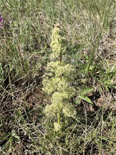 Trinia multicaulis, photographed by Stanislav Murashkin