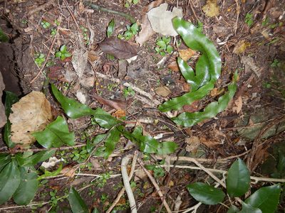 Zealandia pustulata, photographed by Jon Sullivan