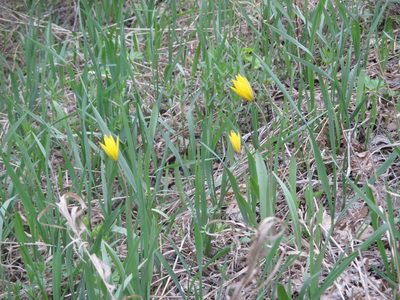 Tulipa sylvestris, photographed by Эльмира