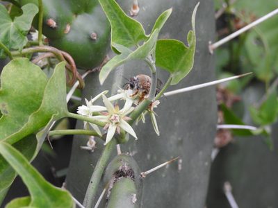 Araujia odorata, photographed by Eduardo Luis Beltrocco