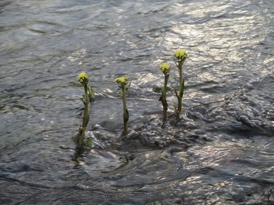 Petasites spurius, photographed by Эльмира