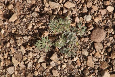 Pelargonium minimum, photographed by Tony Rebelo