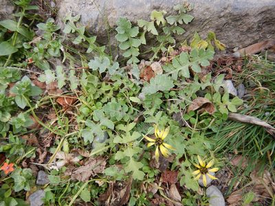 Arctotheca calendula, photographed by Jon Sullivan