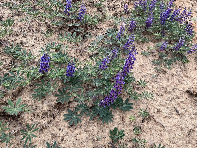 Lupinus onustus, photographed by Justin Felder