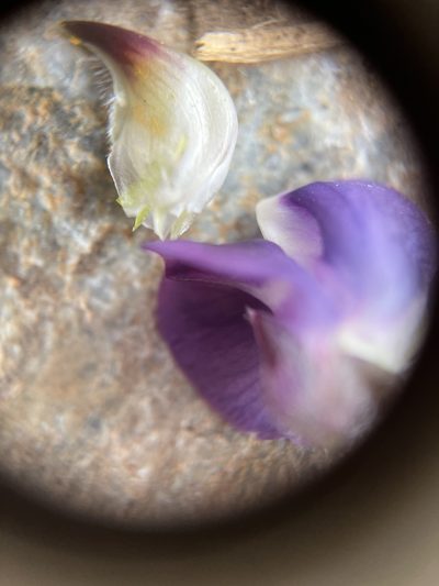 Lupinus onustus, photographed by Justin Felder