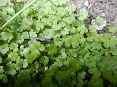 Hydrocotyle heteromeria, photographed by Jon Sullivan