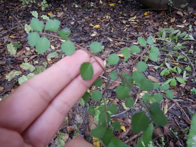 Melicytus micranthus, photographed by Jon Sullivan