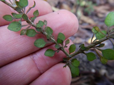 Coprosma virescens, photographed by Jon Sullivan