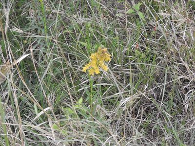 Solidago chilensis, photographed by Eduardo Luis Beltrocco
