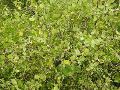 Lycium boerhaviifolium, photographed by Eduardo Luis Beltrocco