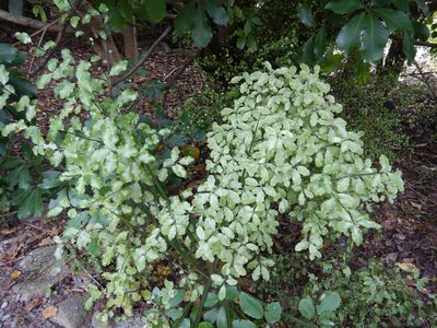 Pittosporum tenuifolium, photographed by Jon Sullivan
