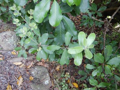 Pittosporum ralphii, photographed by Jon Sullivan
