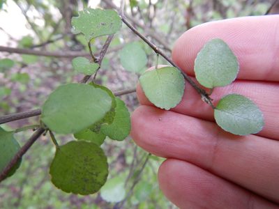 Melicope simplex, photographed by Jon Sullivan