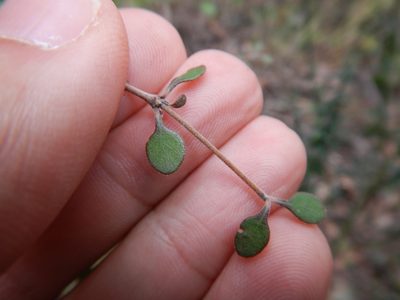 Coprosma crassifolia, photographed by Jon Sullivan