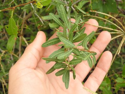 Schinus longifolia, photographed by Eduardo Luis Beltrocco