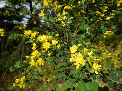 Genista monspessulana, photographed by Jon Sullivan