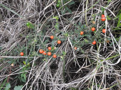 Solanum pseudocapsicum, photographed by Eduardo Luis Beltrocco