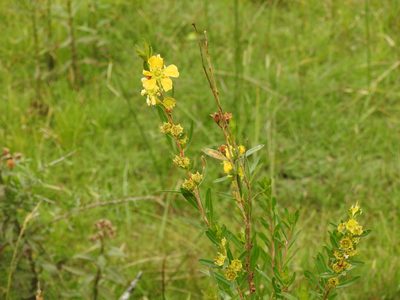 Heimia salicifolia, photographed by Eduardo Luis Beltrocco