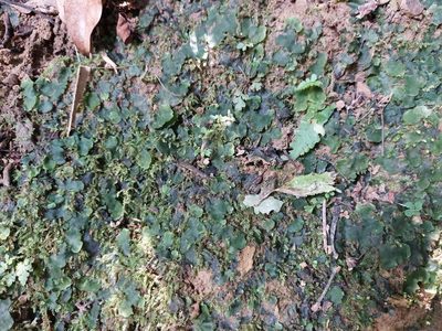 Dumortiera hirsuta, photographed by 胡正恆(Jackson Hu)